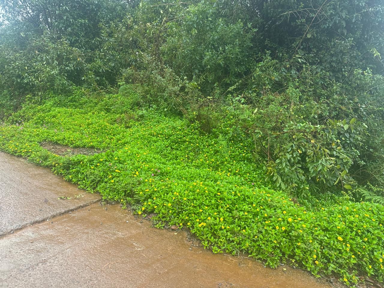 20 Gunta Land for Sale – Mudigere, Chikkamagaluru District